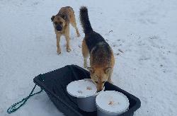 Новый контракт по отлову бездомных животных в Югорске