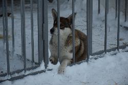 Приют для безнадзорных животных готов к работе