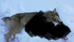 Вблизи Югорска ликвидирован волк 