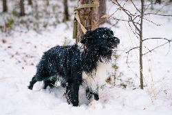 В Югорске появится новая площадка для выгула собак