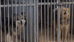 Муниципальный приют для собак ждёт расширение