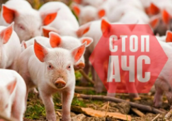 Африканская чума свиней – угрозы нет
