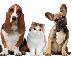 О порядке регистрации (перерегистрации) домашних животных на территории Ханты-Мансийского автономного округа – Югры