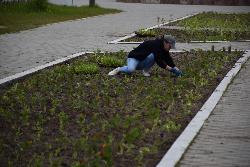 В Югорске высадили первые летние цветы