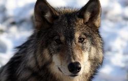 Начались мероприятия по поимке волков близ Югорска