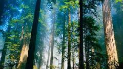 Уважаемые труженики и ветераны лесной отрасли! Поздравление председателя  Думы города Югорска Вячеслава Климина с праздником  Днем работников леса!