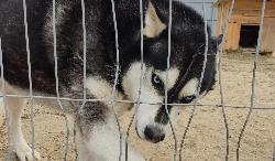 Усыпить собаку при отлове? МОЖНО или НЕЛЬЗЯ?