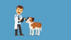 Вакцинируйте своих питомцев бесплатно 