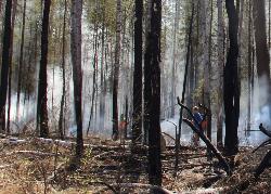МЧС напомнили о правилах пожарной безопасности в лесу