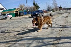 Рейды по отлову бездомных животных проходят регулярно