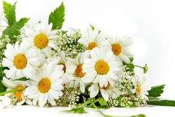 8 июля – Всероссийский день семьи, любви и верности