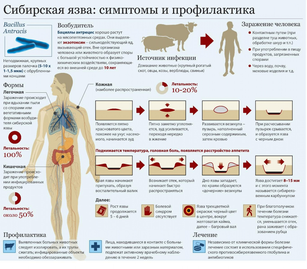 сросапл.jpg