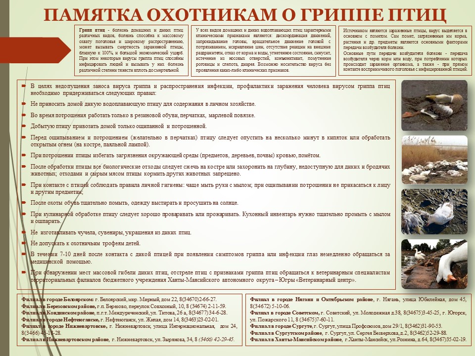 Памятка-отхотникам-о-гриппе-птиц.jpg Памятка-отхотникам-о-гриппе-птиц.jpg